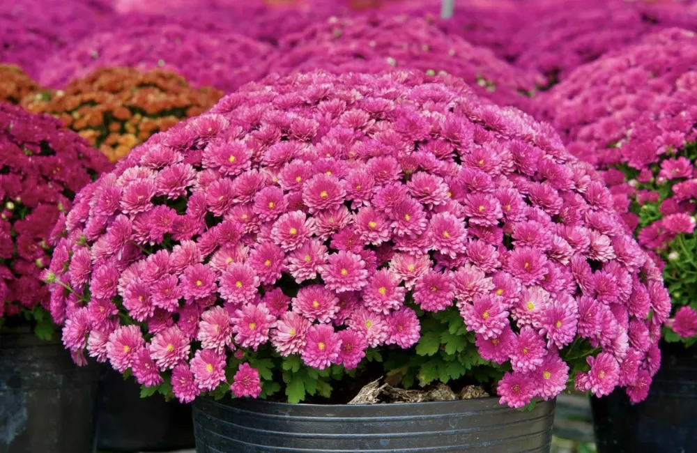 Đặc điểm cúc mâm xôi Hà Lan