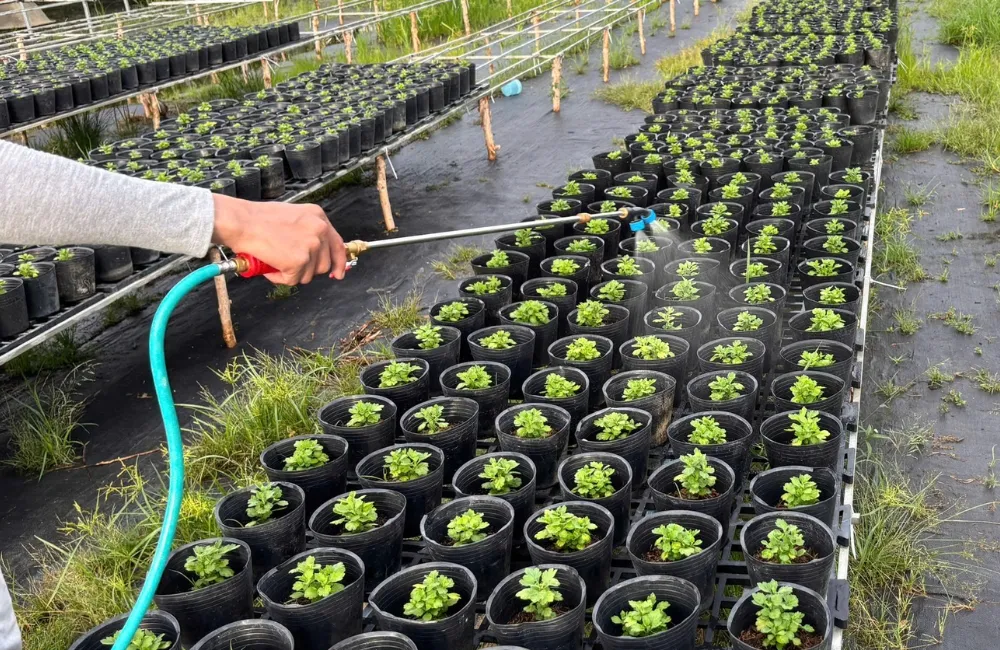 Đặc điểm cúc mâm xôi Hà Lan