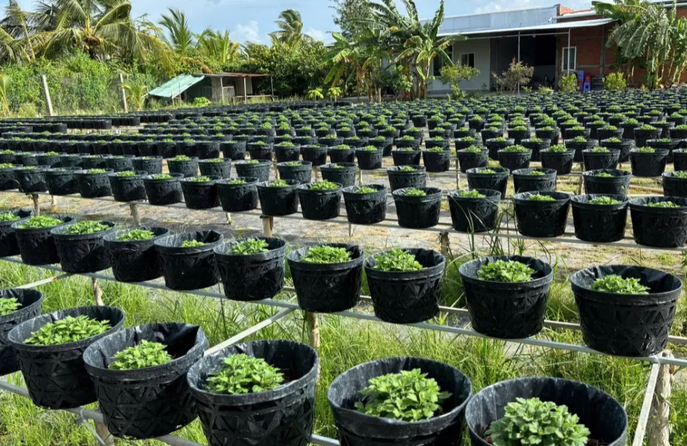 Đặc điểm cúc mâm xôi Hà Lan