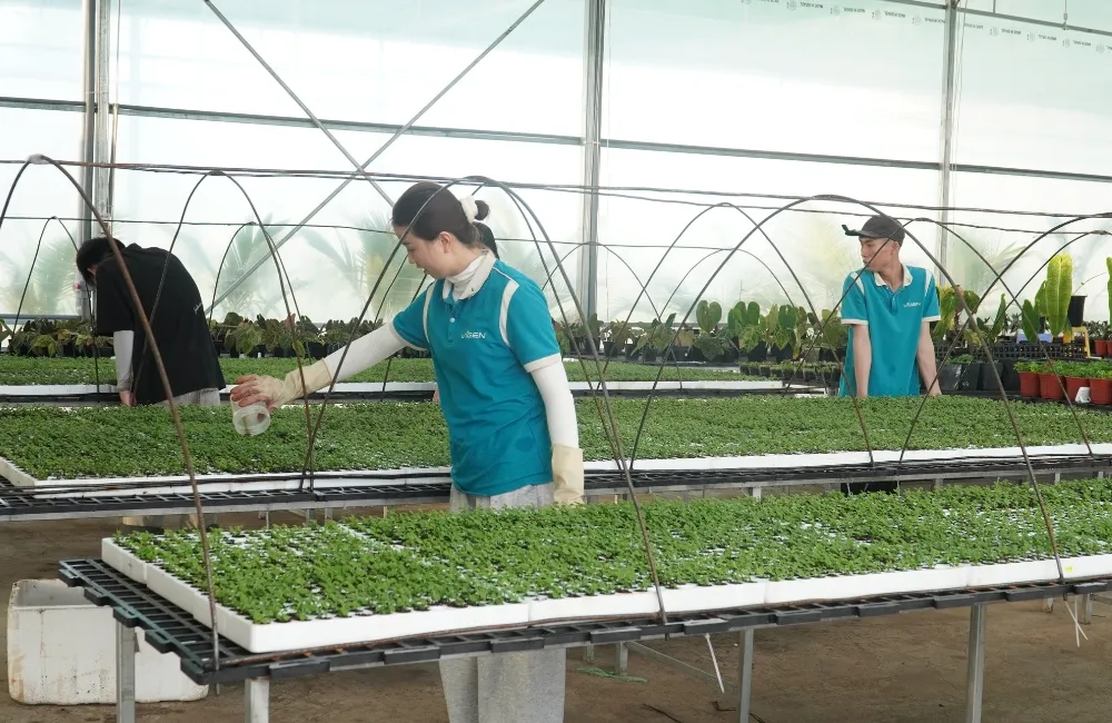 Đặc điểm cúc mâm xôi Hà Lan