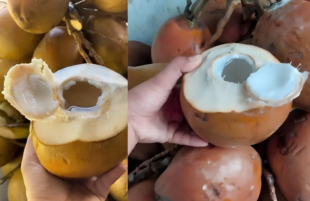 Đặc điểm Dừa Xiêm Lửa