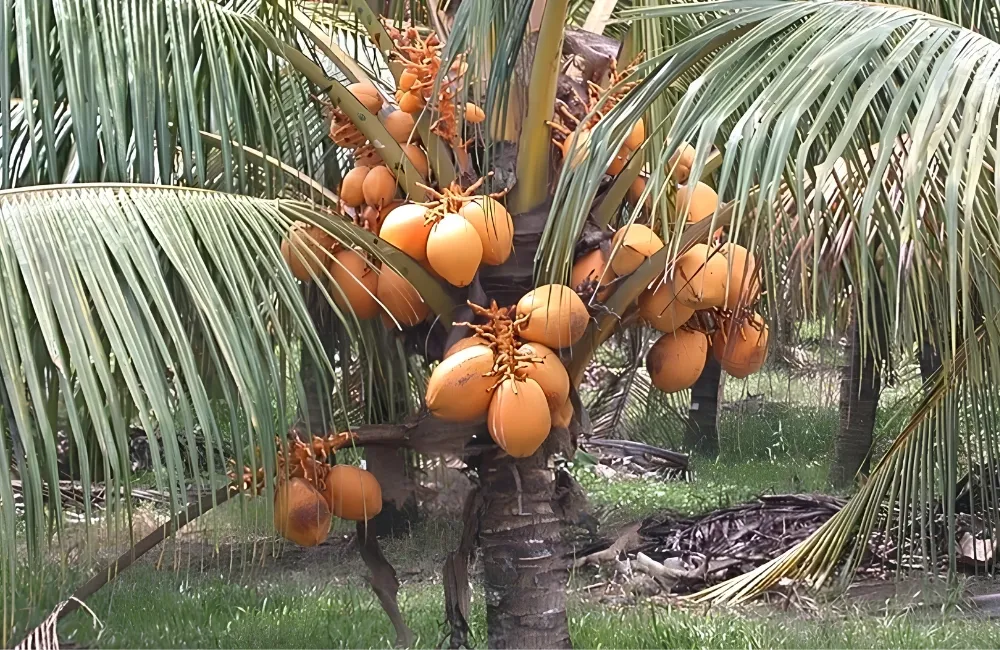 Đặc điểm Dừa Xiêm Lửa