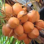 Đặc điểm dừa Xiêm Đỏ từ hình dáng cây đến quả và nước dừa