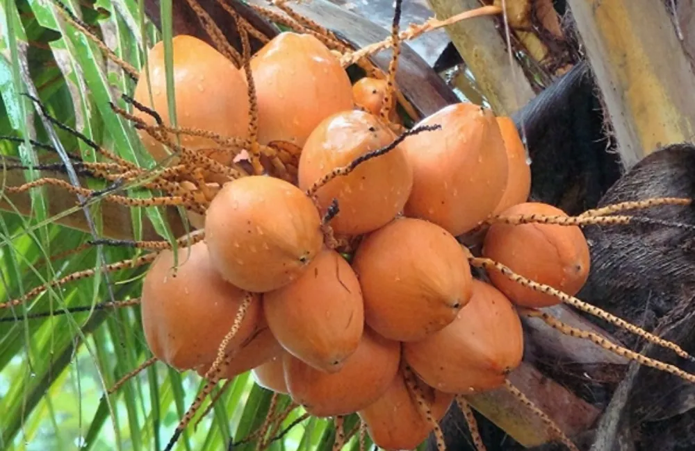 Đặc điểm Dừa Xiêm Lửa