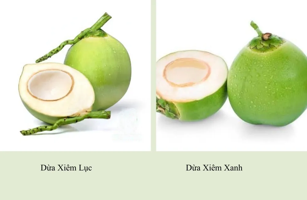 Đặc điểm dừa Xiêm Lục