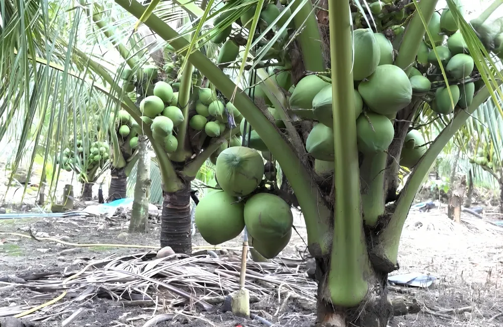 Đặc điểm dừa Xiêm Lục
