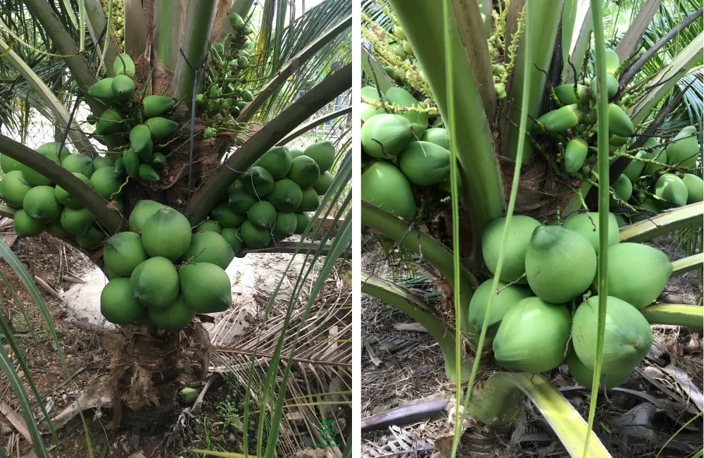 Đặc điểm dừa Xiêm Lục
