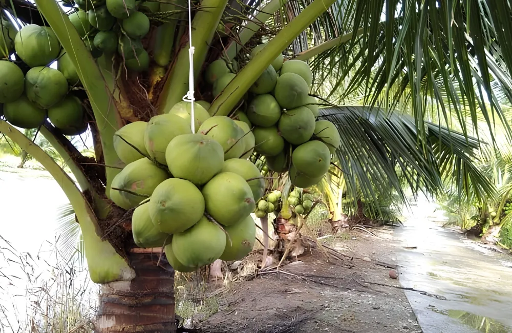 Đặc điểm dừa Xiêm Lục