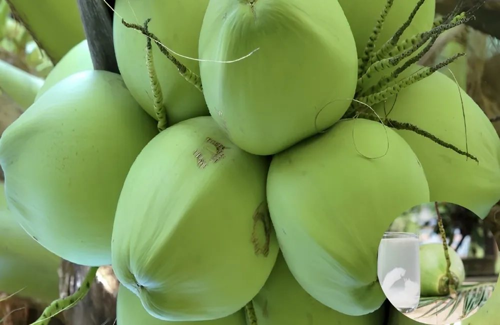 Đặc điểm dừa Xiêm Lục