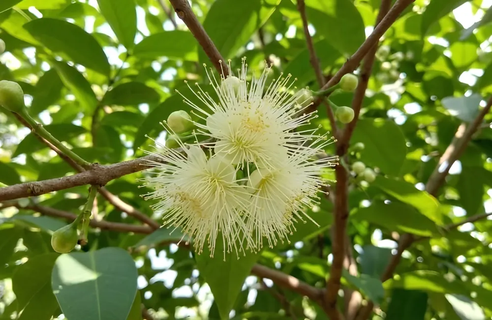 Đặc điểm mận An Phước Lớn