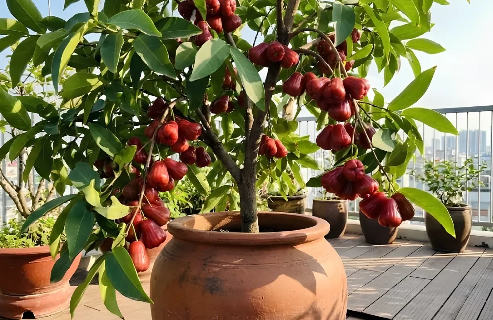 Đặc điểm mận An Phước Lớn