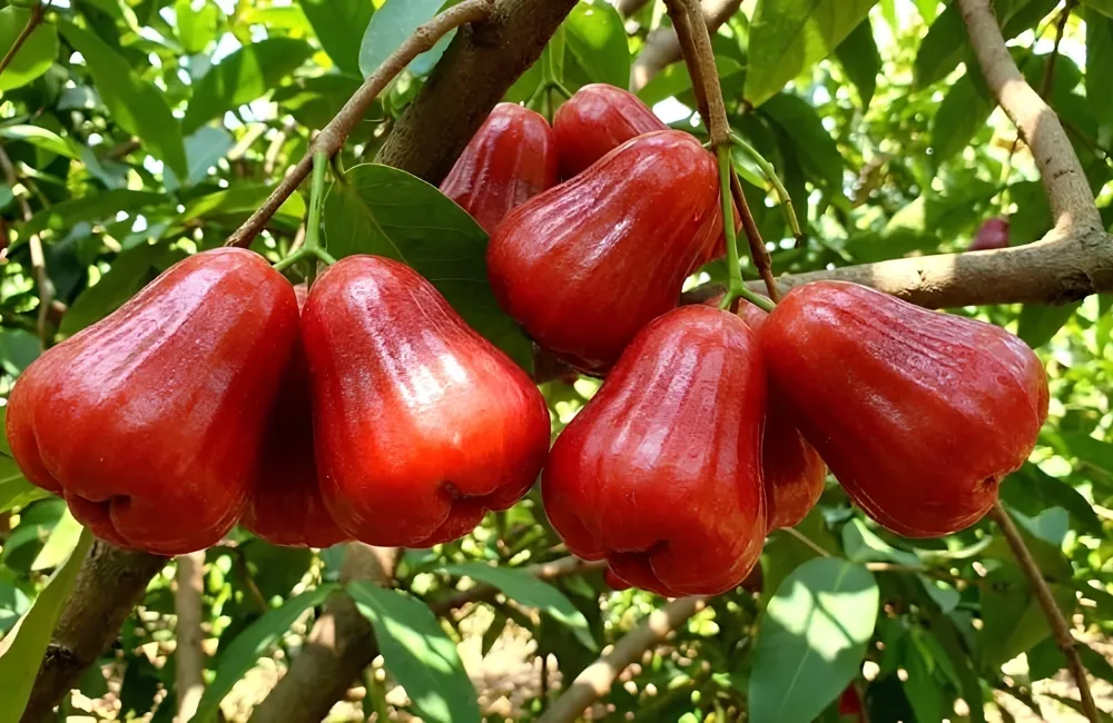 Đặc điểm mận An Phước Lớn