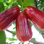 Đặc Điểm Mận An Phước Lớn Có Gì Nổi Bật