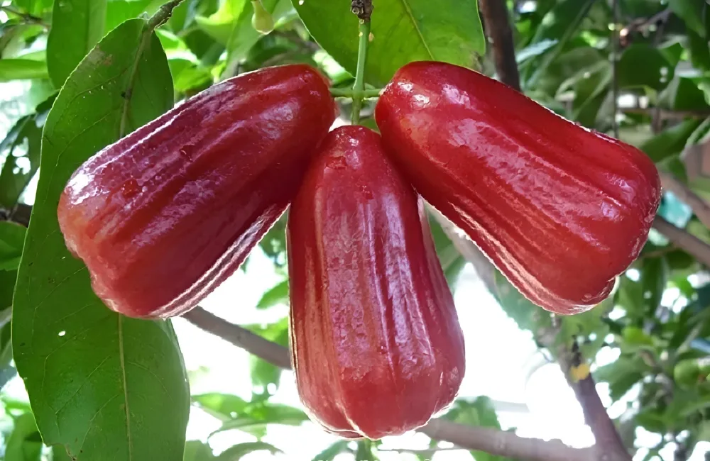 Đặc điểm mận An Phước Lớn