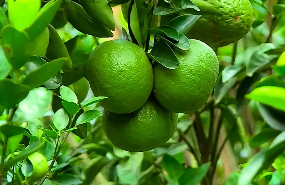 Đặc điểm sinh trưởng Cam Sành