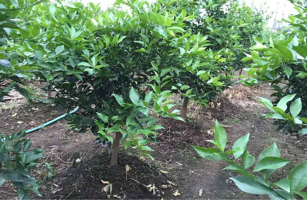 Đặc điểm sinh trưởng Cam Sành