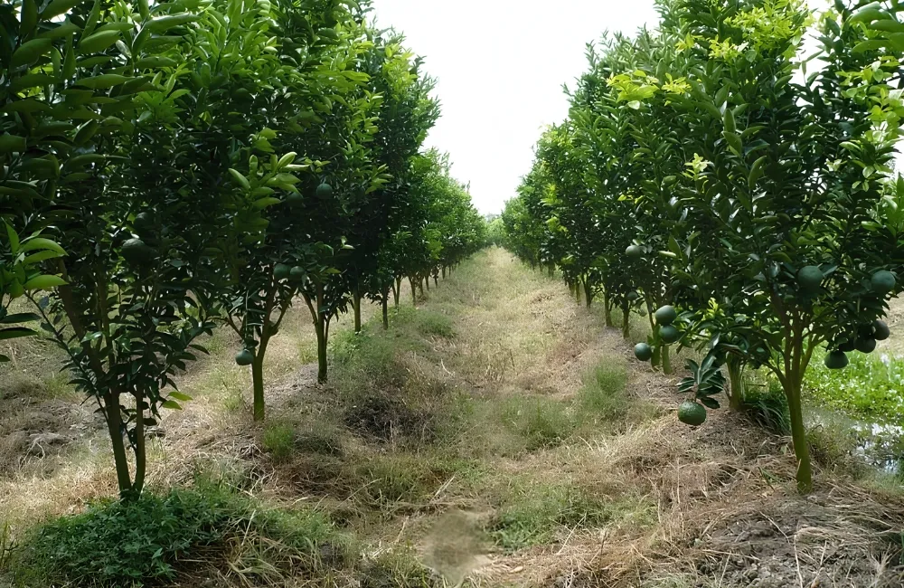 Đặc điểm sinh trưởng Cam Sành