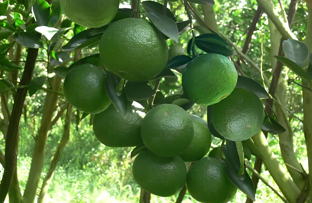 Đặc điểm sinh trưởng Cam Sành