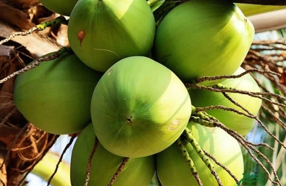 Đặc điểm sinh trưởng cây dừa ta