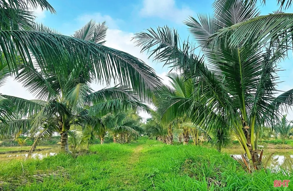 Đặc điểm sinh trưởng cây dừa ta