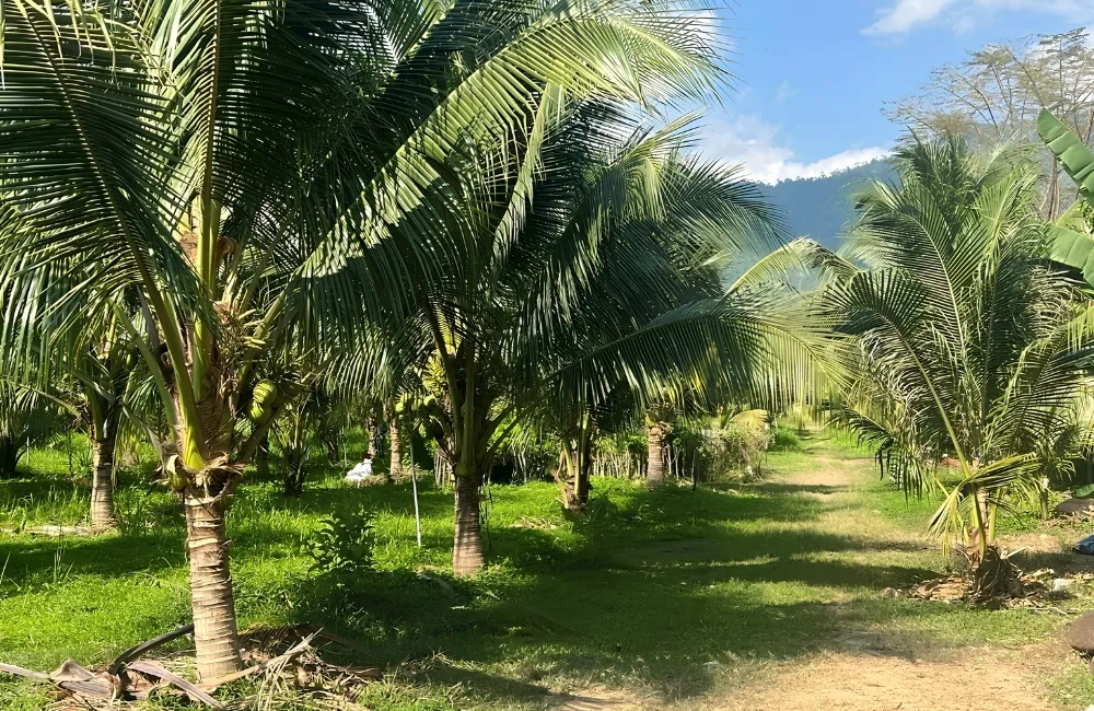 Đặc điểm sinh trưởng cây dừa ta