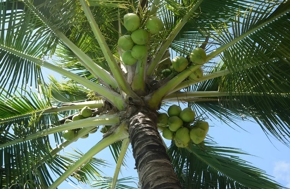 Đặc điểm sinh trưởng cây dừa ta