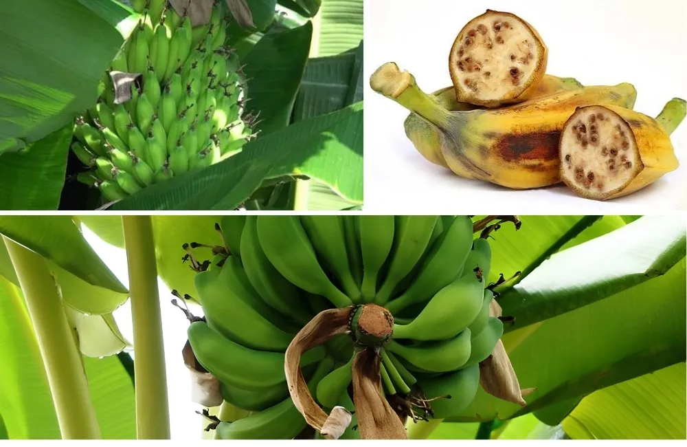 Đặc điểm sinh trưởng chuối Hột