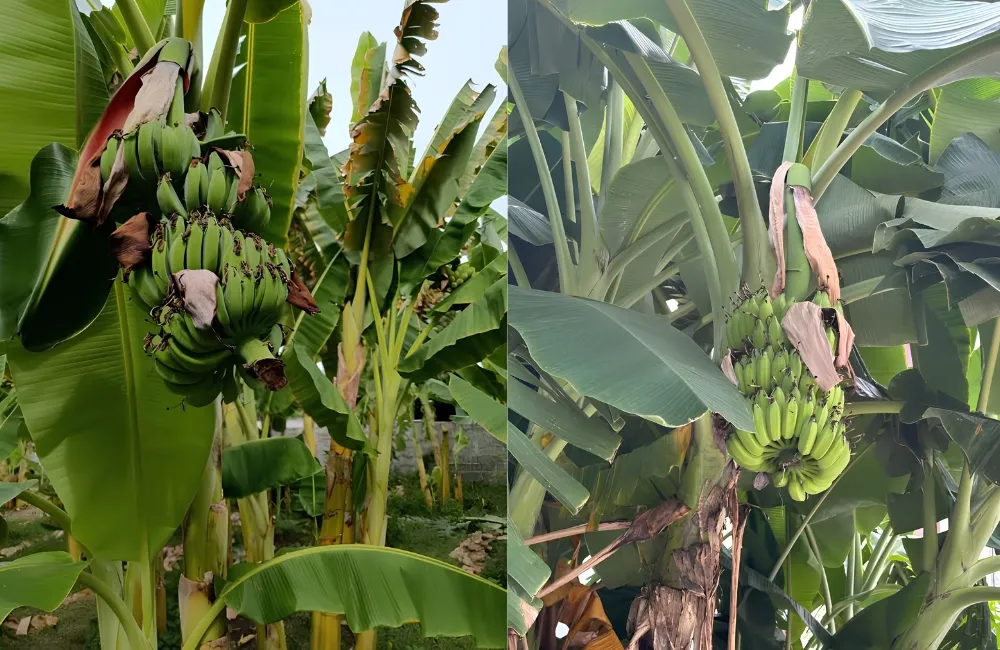 Đặc điểm sinh trưởng chuối Hột