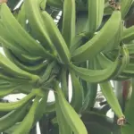 Đặc điểm sinh trường chuối Tá Quạ - Nhà vườn cần biết trước khi trồng
