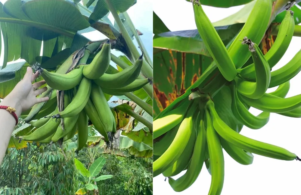 Đặc điểm sinh trưởng chuối Tá Quạ