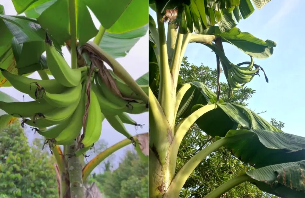 Đặc điểm sinh trưởng chuối Tá Quạ
