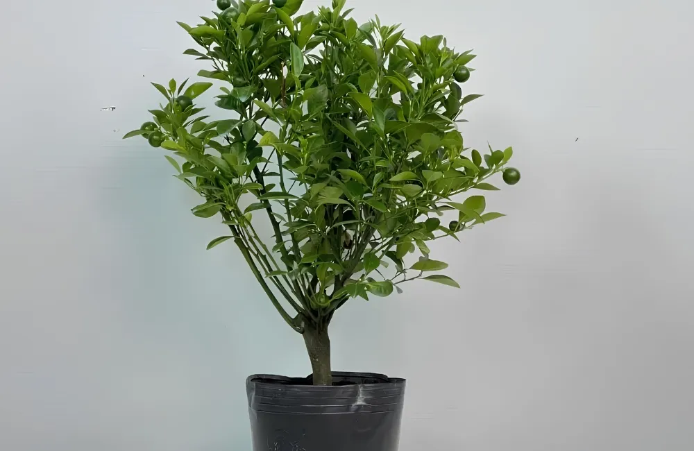 Đặc điểm sinh trường Tắc Bánh Xe