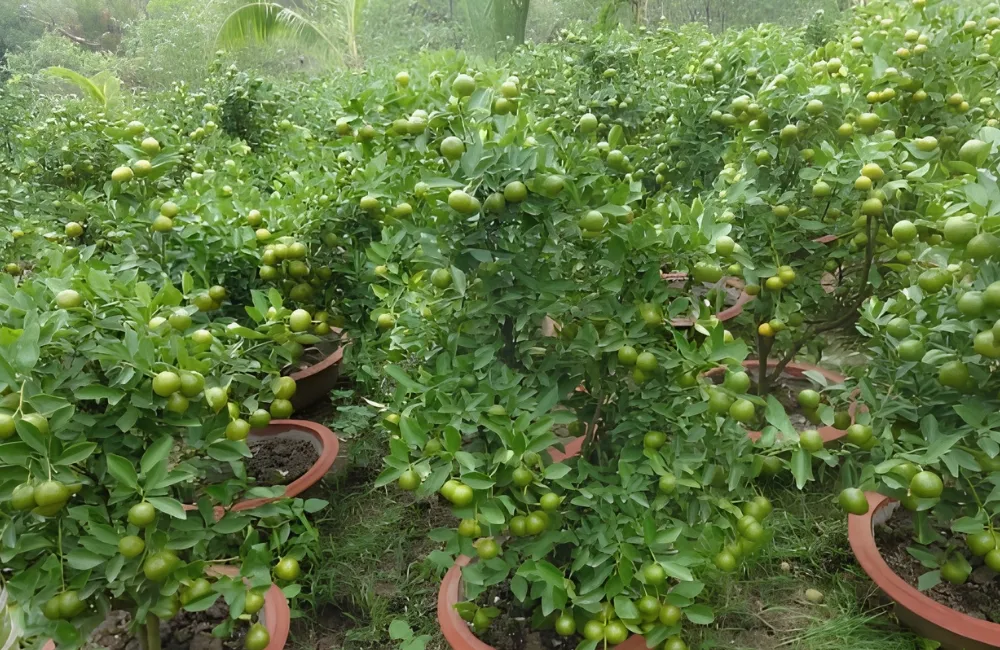 Đặc điểm sinh trường Tắc Bánh Xe
