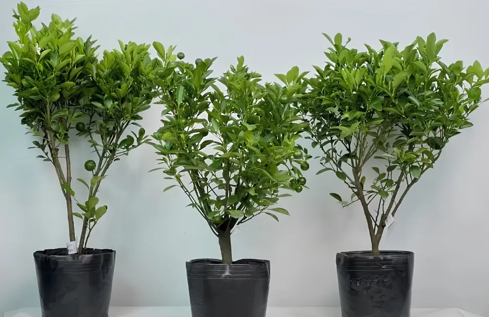 Đặc điểm sinh trường Tắc Bánh Xe