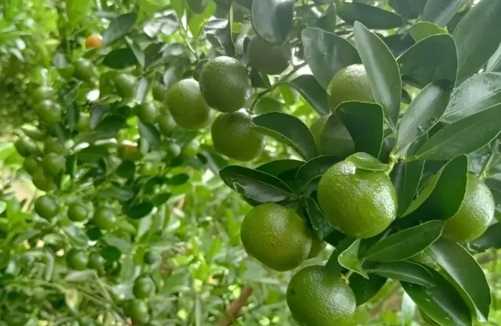 Đặc điểm sinh trường Tắc Bánh Xe