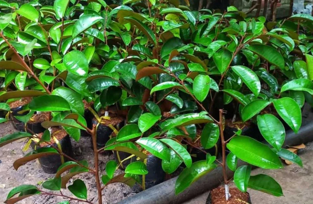 Đặc điểm sinh trưởng vú sữa Mika