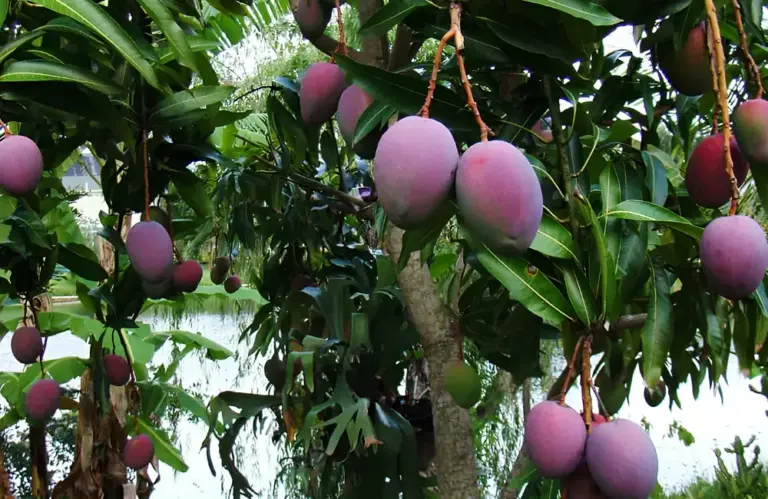 Đặc điểm sinh trưởng Xoài Ngọc Vân và những điều nhà vườn cần biết