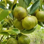 Đặc điểm Tắc Cẩm Thạch có gì nổi bật? Tìm hiểu chi tiết