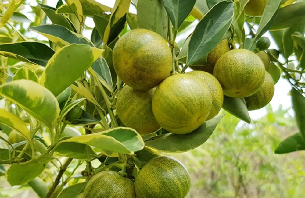 Đặc điểm Tắc Cẩm Thạch 
