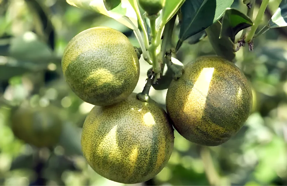 Đặc điểm Tắc Cẩm Thạch