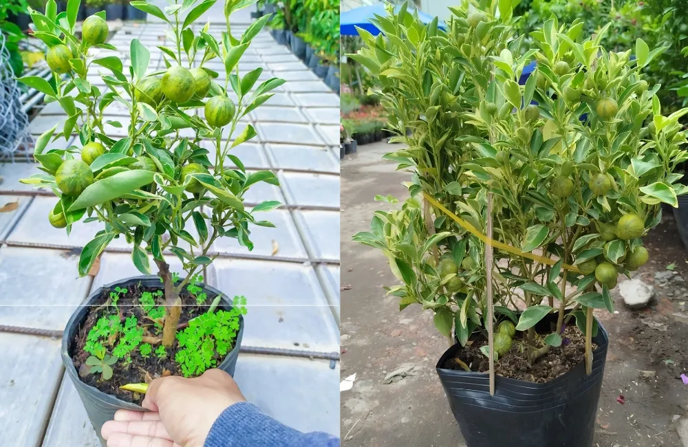 Đặc điểm Tắc Cẩm Thạch