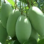 Đặc Điểm Xoài Thái: Hình Dáng Cây, Lá, Quả  Và Sinh Trưởng