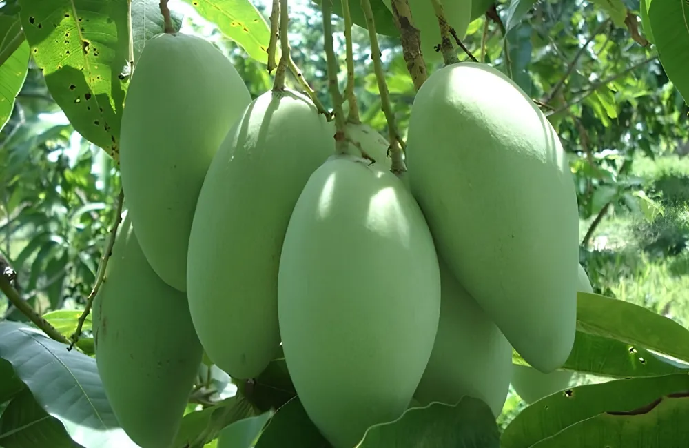 Đặc điểm xoài Thái