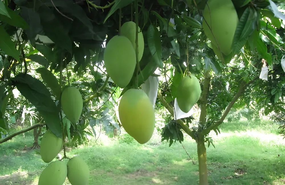 Đặc điểm xoài Thái