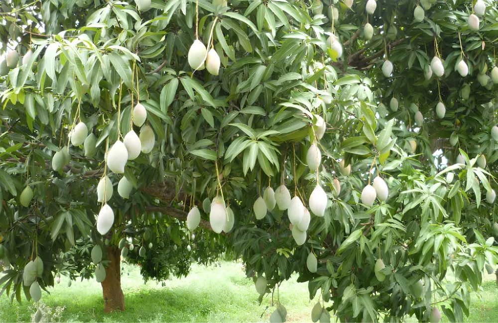 Đặc điểm xoài Thái