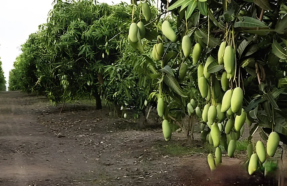 Đặc điểm xoài Thái