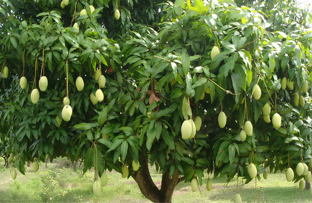 Đặc điểm xoài Thái