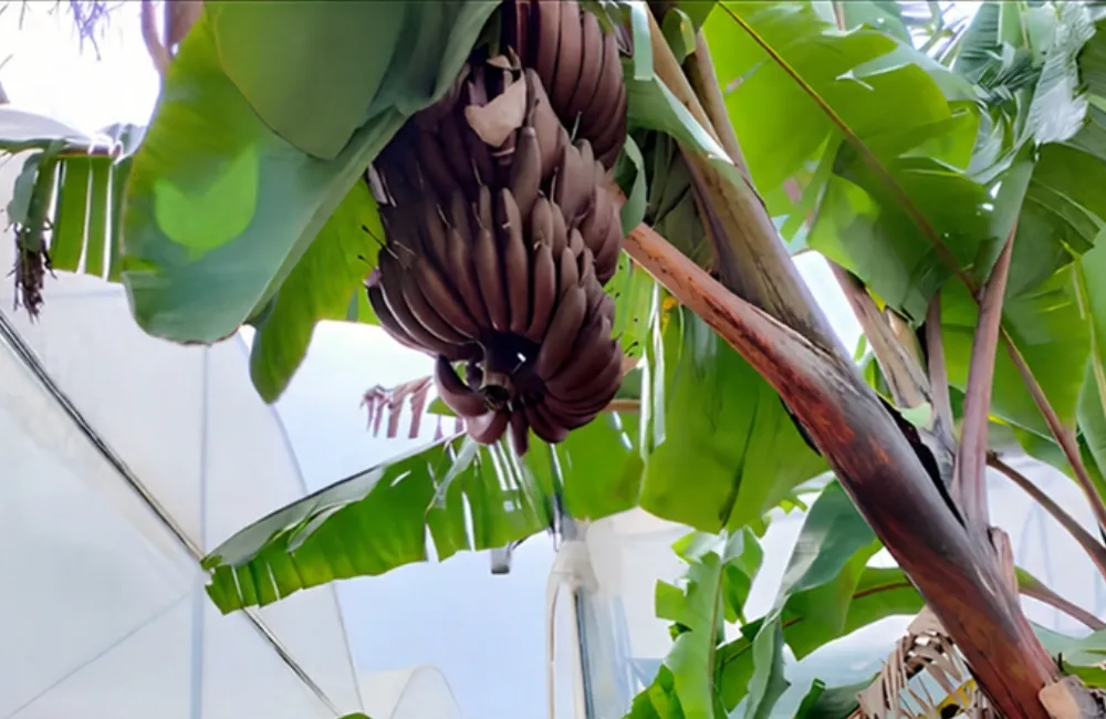 Điều kiện sinh trưởng chuối Cau Đỏ