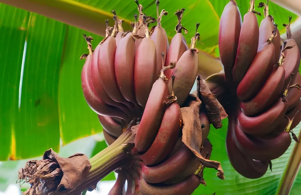 Điều kiện sinh trưởng chuối Cau Đỏ