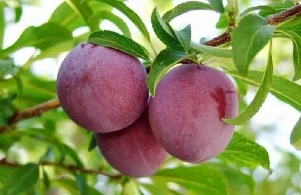 Điều kiện trồng mận Tam Hoa